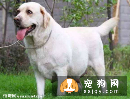 狗狗怀孕了能不能打胎？