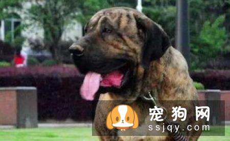 巴西獒犬好养吗,有什么特征_图片