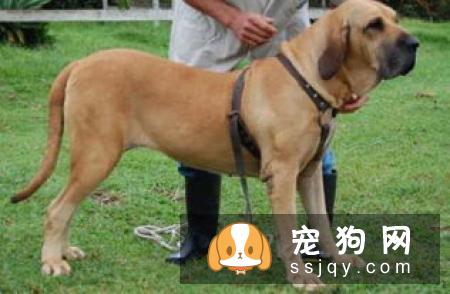巴西獒犬好养吗,有什么特征_图片