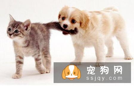 狗狗的嗅觉有多灵敏 狗狗的嗅觉是人的多少倍?