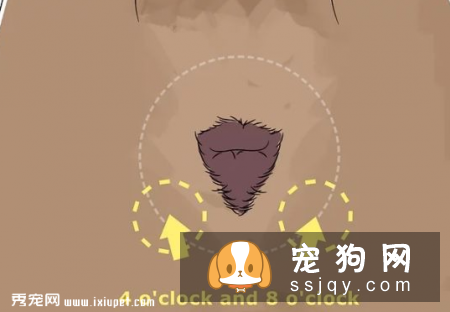 如何帮助狗狗疏通肛门腺？