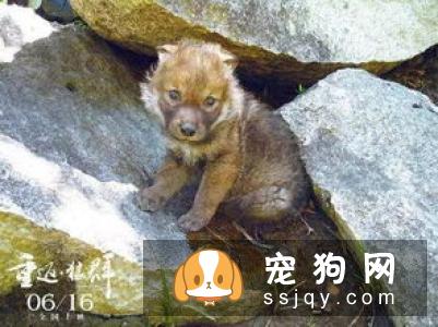 大格林芬犬好养吗_怎么饲养？