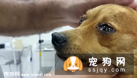 狗狗会哭吗，狗狗老是流眼泪怎么回事