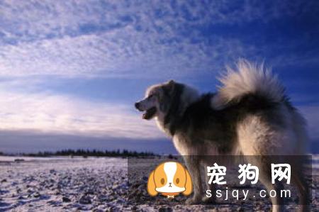 大麦町犬好养吗?大麦町犬图片|价格|训练