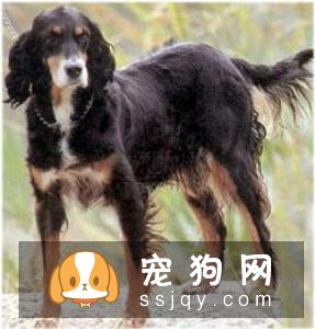英国雪达犬外形特征_训练方法_图片