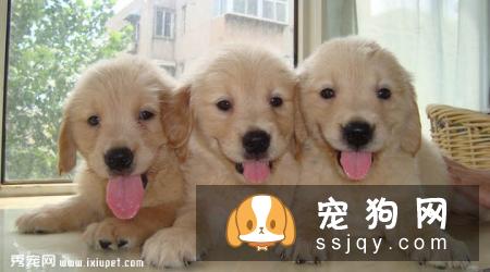 金毛犬吃什么牌子的狗粮健康？