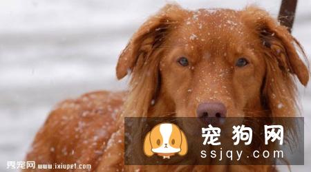 新斯科舍猎鸭寻猎犬好养吗，怎么训练|图片|价格