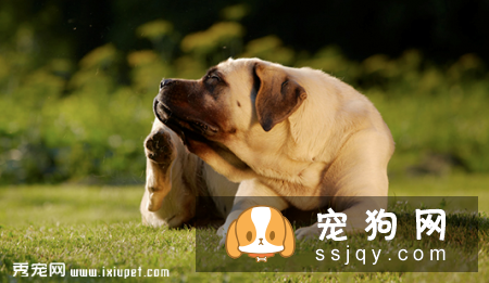 狗狗把耳朵挠出血是什么原因？