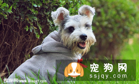 什么狗适合家庭养？养狗注意事项有哪些？