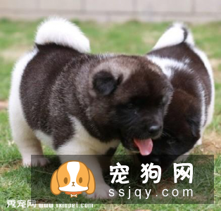 美系秋田犬好养吗?如何正确挑选?