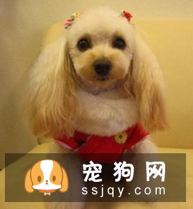 泰迪狗狗造型如何做? 泰迪狗狗造型教程!