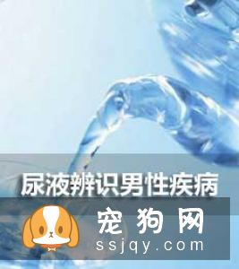 从狗狗尿液颜色看狗狗水喝的够不够！