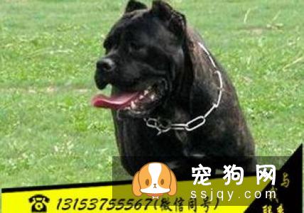 意大利指示犬好养吗,性格怎么样？