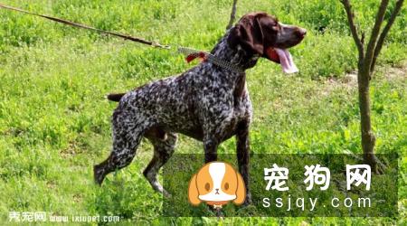 德国短毛指示猎犬多少钱一只,好养吗_图片|价格|训练