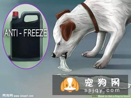 狗狗吞食毒物后如何催吐急救？