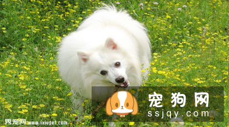银狐犬和萨摩耶的区别有哪些？