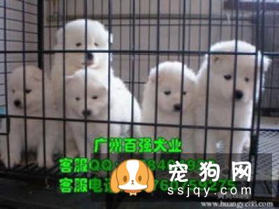 宠物犬洗澡注意事项