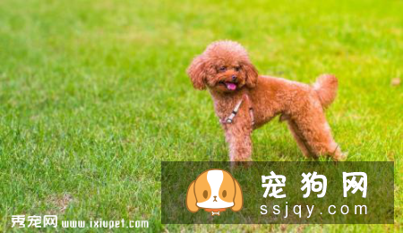 贵宾犬便秘，怎么解决狗便秘