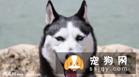 巨型阿拉斯加犬多少钱一只，价格贵吗？