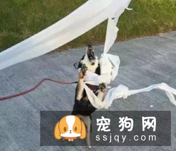 狗狗怀孕了能不能打胎？