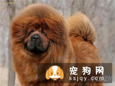 狗狗发烧的症状