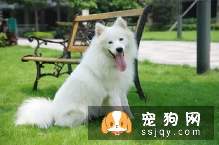 如何把你的狗狗训练成搜索犬