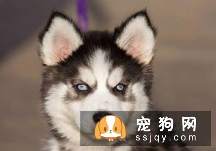 狗狗把耳朵挠出血是什么原因？