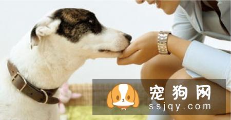 原来维生素对狗狗那么重要