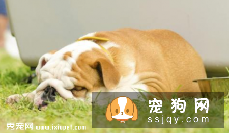 狗狗发烧有哪些症状和治疗方法