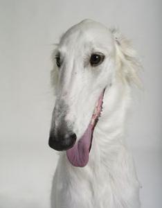 爱尔兰猎狼犬图片_爱尔兰猎狼犬多少钱