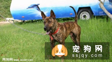 台湾犬好养吗,多少钱一只？台湾犬图片|价格|训练