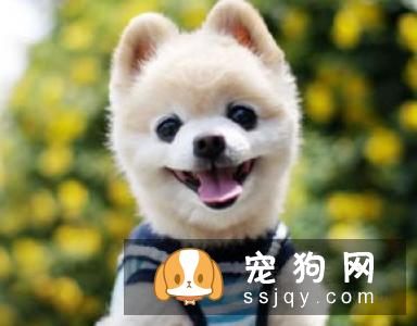 宠物的生理功能你知道多少？养宠人士了解一下！