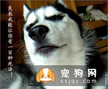 狗狗患上湿疹，怎么治疗？