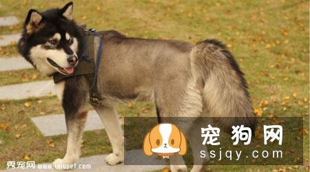 巨型阿拉斯加犬多少钱一只，价格贵吗？