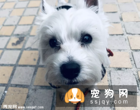 狗狗的视力好吗，狗狗眼里看到的世界是什么样的?