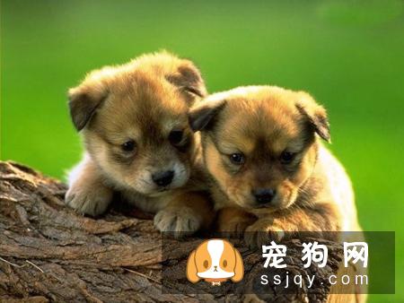 狗怕什么气味？如何通过气味来训练狗狗？