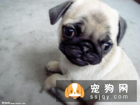 成年的八哥犬该怎么喂食？
