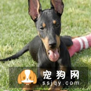 英国玩具梗犬的饲养方式及性格特点