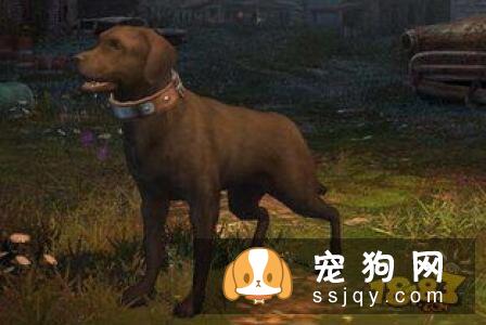 意大利扭玻利顿犬的缺点及外形特征_训练_价格