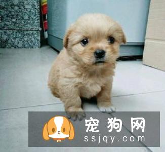 狗狗每天吃几顿饭最好,因为众说纷纭,都说狗不能多吃