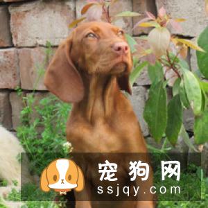 意大利指示犬好养吗,性格怎么样？