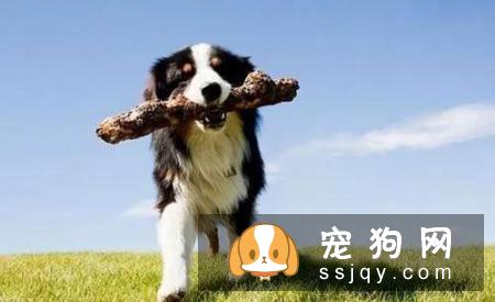 在养狗之前先了解这些，让狗狗成为训练有素的好狗
