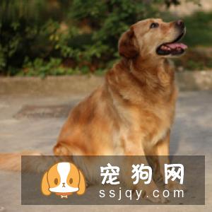 西班牙猎犬的外形特征,好养吗_怎么饲养？