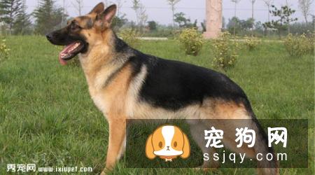 【昆明犬】昆明犬多少钱一只_昆明犬品种特征