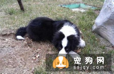 宠主怎样饲养边牧才是正确的