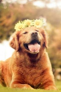 博美犬吐了怎么办,博美犬吐了处理方法