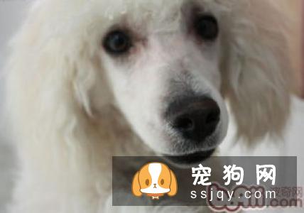 教你读懂狗狗的耳朵和眼睛的语言