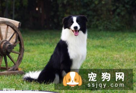 宠主怎样饲养边牧才是正确的