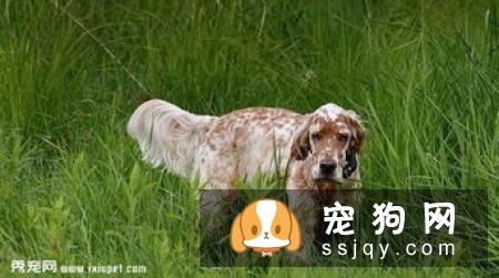 英国雪达犬外形特征_训练方法_图片