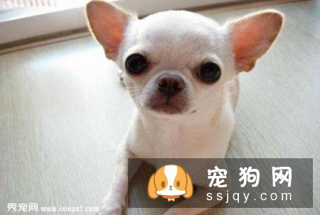 吉娃娃饲养不宜太胖